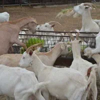 کارگر دامداری