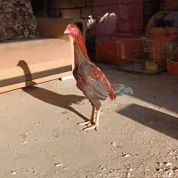 خروس لاری اصیل|پرنده|خوی, |دیوار