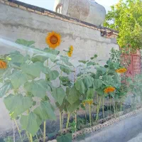 فروش باغچه دور دیوار|فروش خانه و ویلا|مشهد, کارده|دیوار