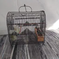 قفس|لوازم جانبی حیوانات|شیراز, کوشک میدان|دیوار