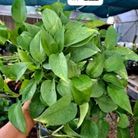 گلفروشی مهرسانا|گل و گیاه طبیعی|آبپخش, |دیوار