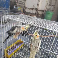 دو جفت عروس هلندی یا پاریس