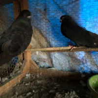 کبوتر نمایشی زیبا|پرنده|قائمشهر, |دیوار