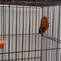 سهره قناری سرخ|پرنده|فسا, |دیوار