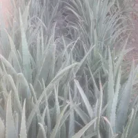 آلورا|گل و گیاه طبیعی|گرمسار, |دیوار