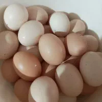 تخم مرغ محلی
