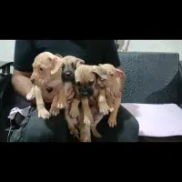 توله پیت بول رد نویز و بلک نویز|سگ|تهران, خانیآباد|دیوار