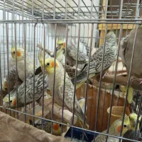 جوجه های عروس هلندی ۳ماهه به بالا|پرنده|تهران, مینای جنوبی|دیوار