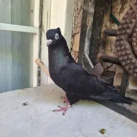 4 عدد کفتر خوشگل