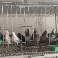 کفتر تعداد|پرنده|بروجن, |دیوار