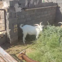 فروش هفت بز پر شیر