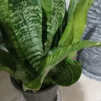 گل سانسوریا|گل و گیاه طبیعی|رشت, پل تالشان|دیوار