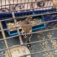 سره دورگ داغسر|پرنده|قرچک, میرزائی جنوبی|دیوار