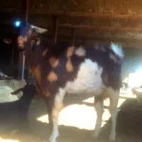نربز
