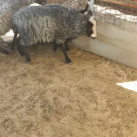 فروش بره نر و ماده رومانوف
