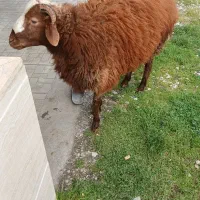 فروش گوسفند