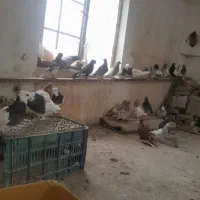 کفتر رنگه المانی بوم کبوتر پرش|پرنده|قلندر آباد, |دیوار