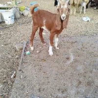 دو عدد بز جوان عدانی|حیوانات مزرعه|خورموج, |دیوار