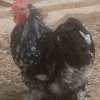 مرغ و خروس کوشین|حیوانات مزرعه|آزادشهر, |دیوار