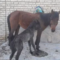 مادیان باکره