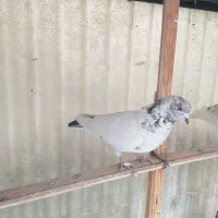 یک عدد کفتر کله دار ماده سو قدیم پرشی|پرنده|ری, سیزده آبان|دیوار