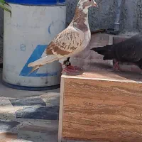 کبوتر