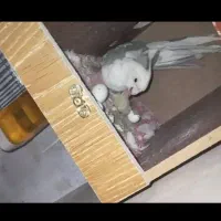 عروس هلندی|پرنده|تهران, شهرک رضویه|دیوار