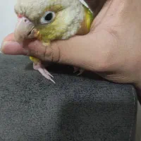 گرینچیک نر|پرنده|رضویه, |دیوار