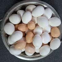 تخم مرغ خانگی