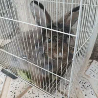 یک عدد خرگوش لپی