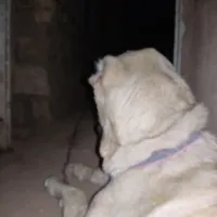 سگ گله