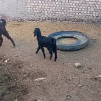 بززایده|حیوانات مزرعه|نیشابور, شهرک رضوی|دیوار