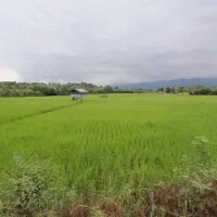 برنج هاشمی درجه 1امساله کشت گیلان