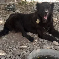 سگ قدریجونی اصیل|سگ|امیدیه, |دیوار