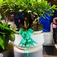 گل و گیاه ، نصف قیمت بازار|گل و گیاه طبیعی|ری, دولت‌آباد|دیوار