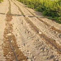 باغ برنطین یک هکتار|فروش دفتر صنعتی، کشاورزی، تجاری|رودان, |دیوار