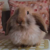 واگذاری رایگان بچه خرگوش لوپ سه ماهه|موش و خرگوش|کرج, گلشهر|دیوار