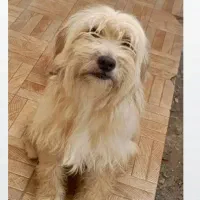 گندم زیباومهربون واگذاری رایگان