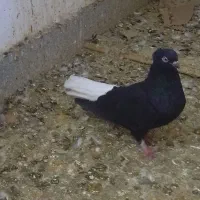 کبوتر کرمانشاه ، زاغ دمسفید|پرنده|شهریار, شهرک بهاران (ویره)|دیوار