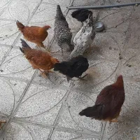 جوجه