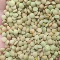 فروش عدس محلی