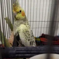 عروس هلندی ماده 3و4ماهه با قفس