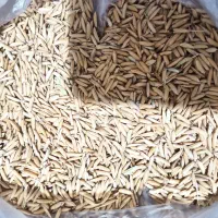 شالی دمسیاه  اعلا مینودشت قلم درشت  بذری