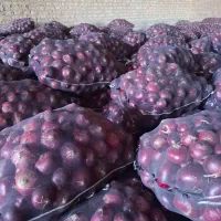 تامین کننده پیاز برا صادرات و شهرستان