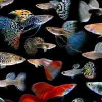 ماهی مولد گوپی خارجی|ماهی|قم, مهر آباد|دیوار