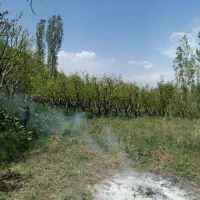 هرس انواع درخت میوه