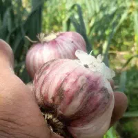 آبیاری زمین های کشاورزی