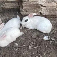 خرگوش|موش و خرگوش|زاهدان, |دیوار