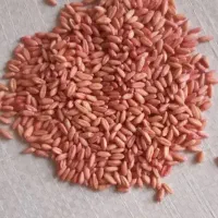 گندم شیشه بوجاری آماده کشت ۱تن