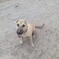 توله سرابی نر 5ماهه